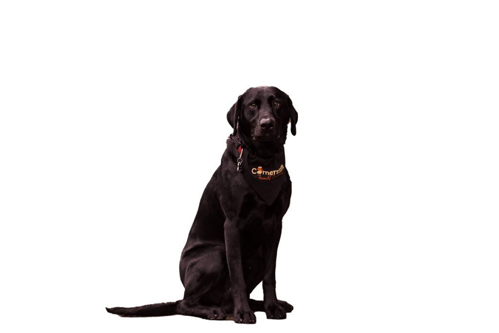 Cornerstone Family Dentistry team in Morrison, Davenport, and Camanche providing comprehensive dental care, ensuring patients receive top-notch treatment and achieve optimal oral health.