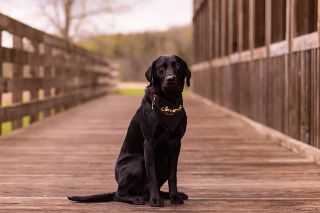 Cornerstone Family Dentistry team in Morrison, Davenport, and Camanche providing comprehensive dental care, ensuring patients receive top-notch treatment and achieve optimal oral health.